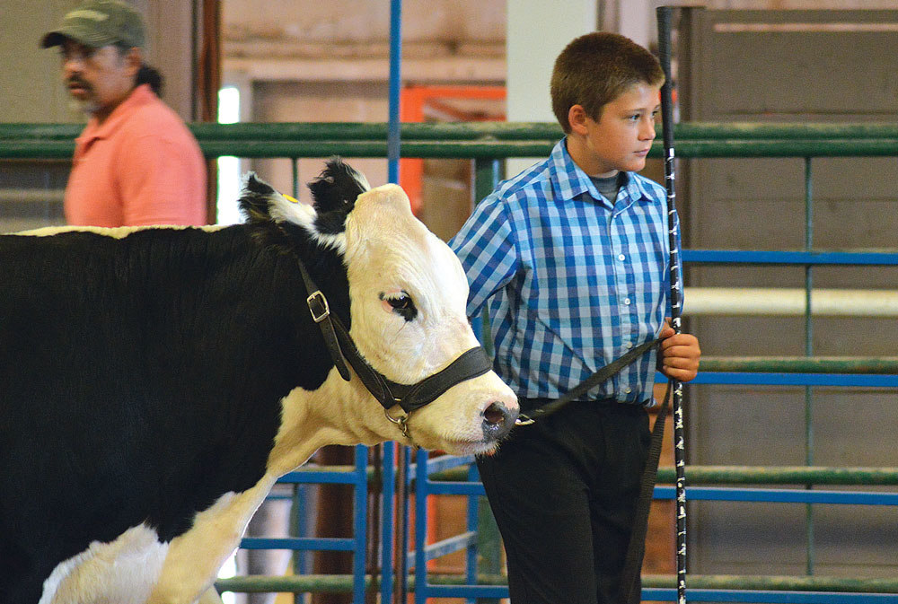 Hot Springs County Fair Large animal show results Thermopolis