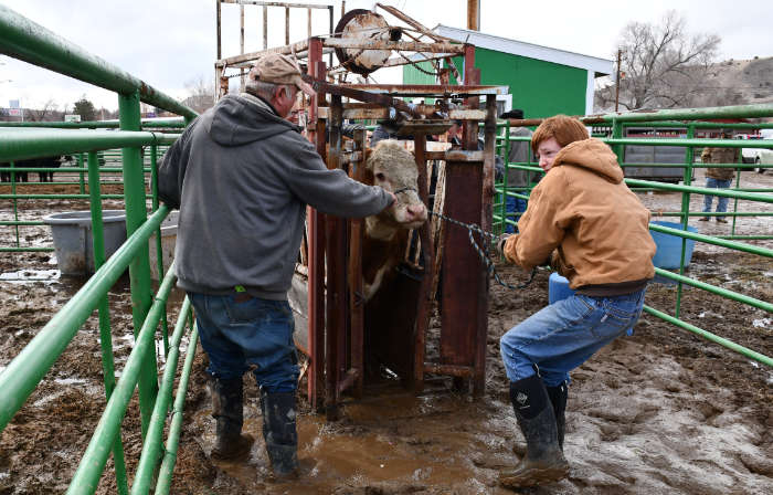 Weighing and tagging Thermopolis Independent Record